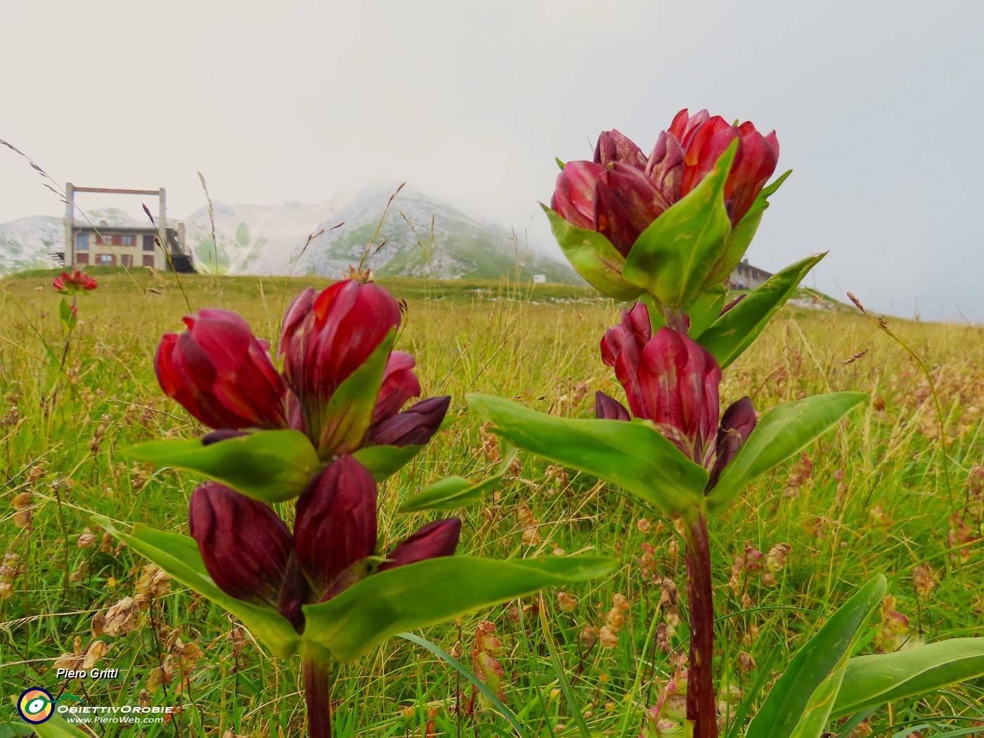 70 Gentiana purpurea (Genziana porporina).JPG